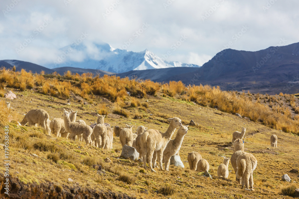 Obraz premium Alpaca