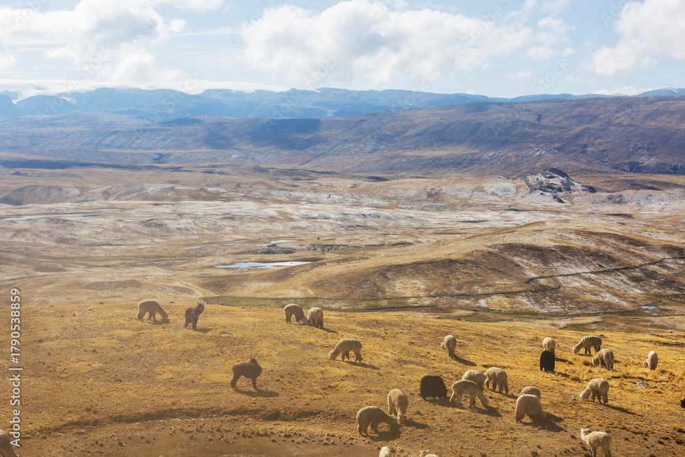 Naklejka premium Alpaca