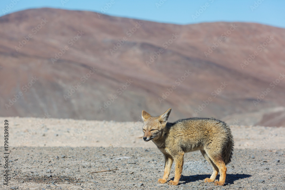 Obraz premium Fox in Patagonia