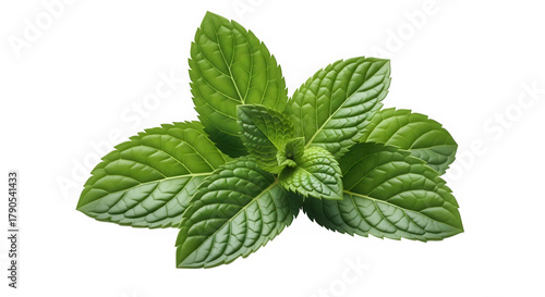 Fresh green mint leaves isolated on transparent background