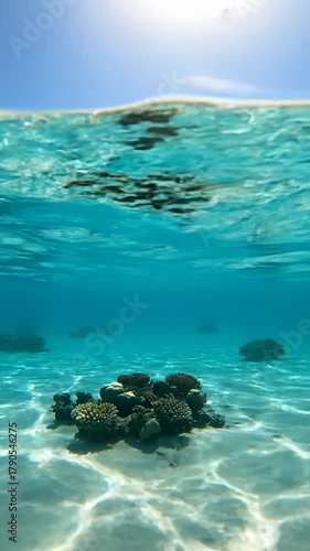 Wallpaper Mural Underwater Shot of Coral Reef in Clear Tropical Water Torontodigital.ca