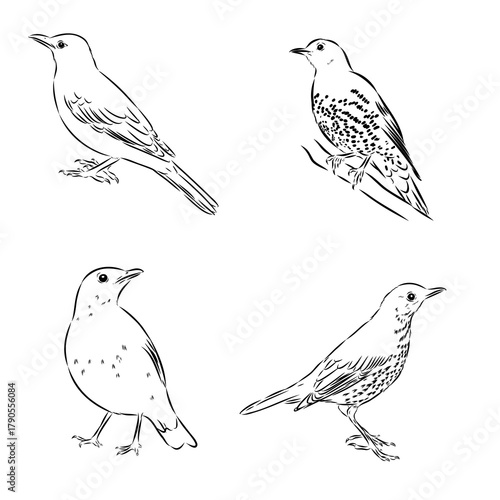 thrush, songbird, vector sketch