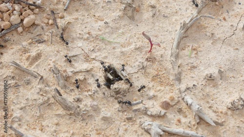 Ant colony carrying twigs