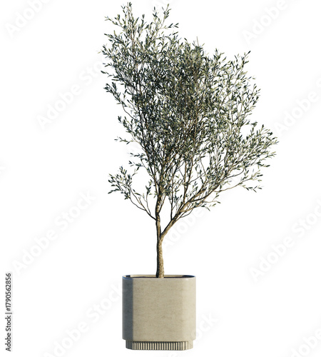 3D render of an olive tree plant with natural green leaves and realistic texture.