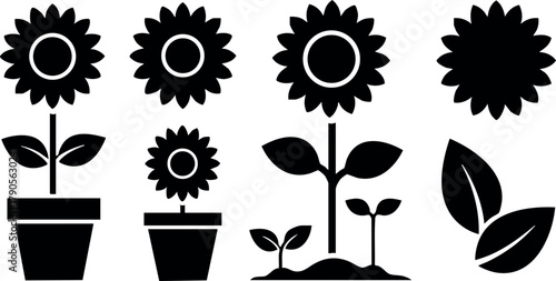 Sunflower growth stages vector icons with leaves and pots in black silhouette style natural garden elements