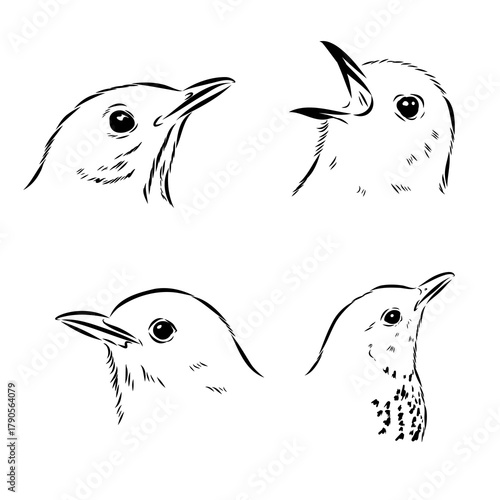 thrush, songbird, vector sketch