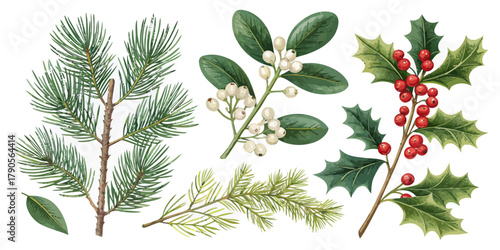 Vector illustration of christmas  botanical illustration of christmas plants with pine holly and mistletoe