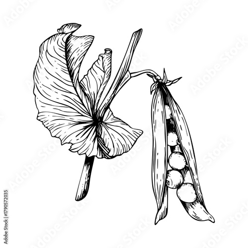 A sweet pea stem with leaf and open pea pod containing several round peas inside. Black and white hand drawn botanical style vector illustration. Painted by black inks. Perfect for cards clip art.