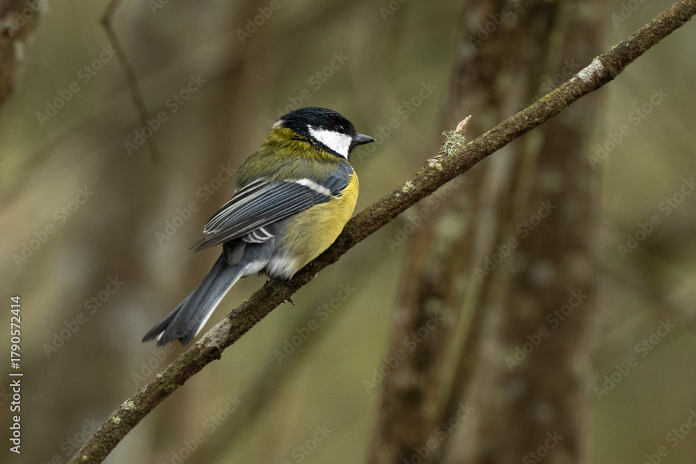 Fototapeta premium Mésange charbonnière, Parus major, Great Tit,