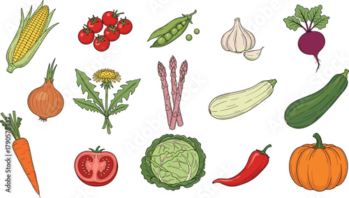 Colorful hand drawn vegetables set with corn, tomato, carrot, pumpkin, cabbage, garlic, zucchini, chili pepper, and onion, healthy food vector illustration