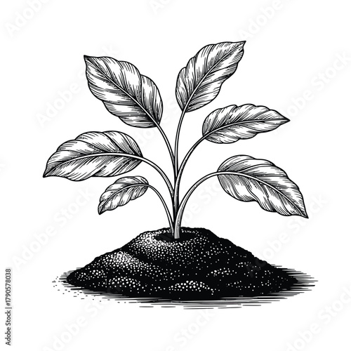 Hand drawn sketch of a young plant growing from soil