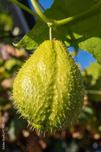 Chayote - Sechium Edule - Zucchina spinosa - Zucca centenaria