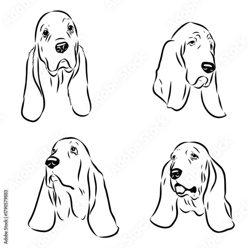 basset hound, dog, vector sketch