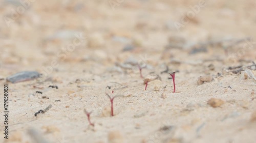 Ant colony carrying twigs