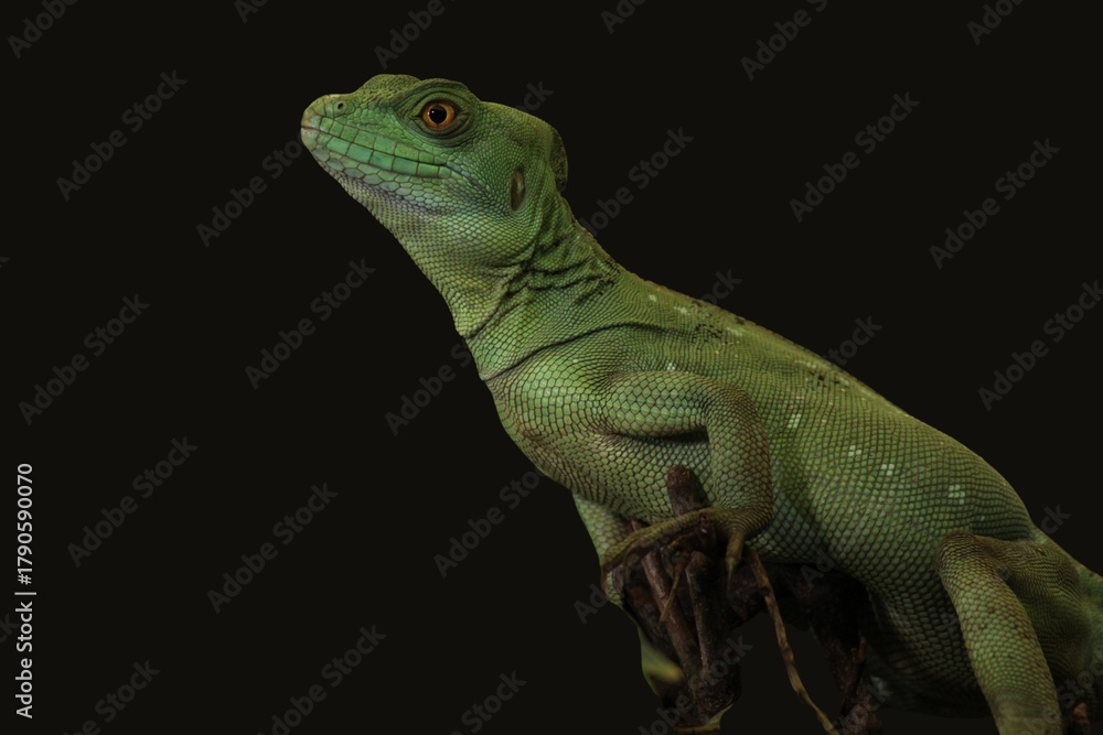 Fototapeta premium Stunning close-up portrait of a Green Basilisk (Basiliscus plumifrons) lizard looking up, isolated on a black background.