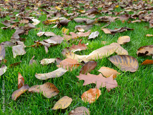 Gartenpflege für gesunden Rasen - Pflegetipps für den Herbst - Laub entfernen