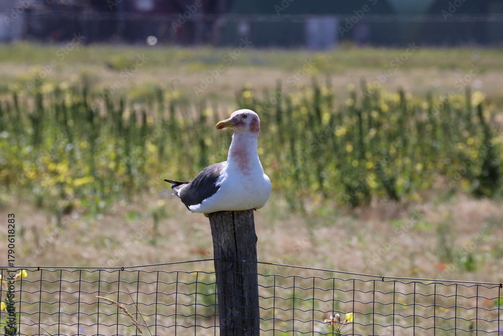 Obraz premium Seagull sits on a pole in its colony in Rotterdam harbor