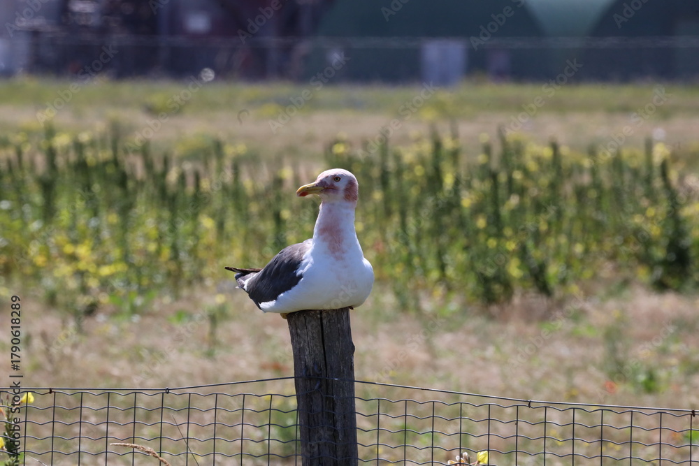 Obraz premium Seagull sits on a pole in its colony in Rotterdam harbor