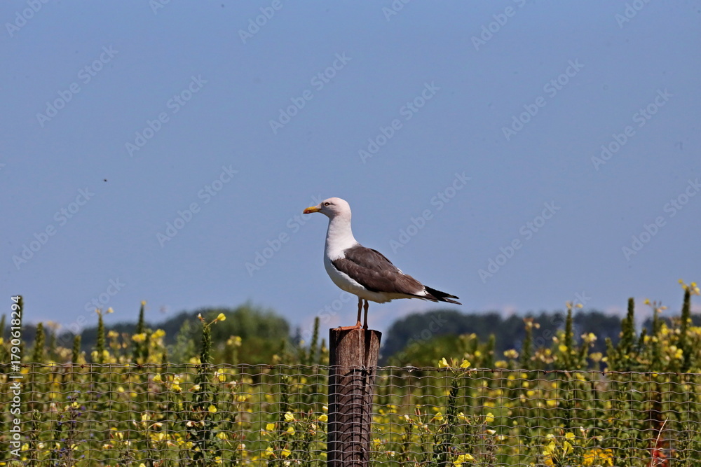 Obraz premium Seagull sits on a pole in its colony in Rotterdam harbor