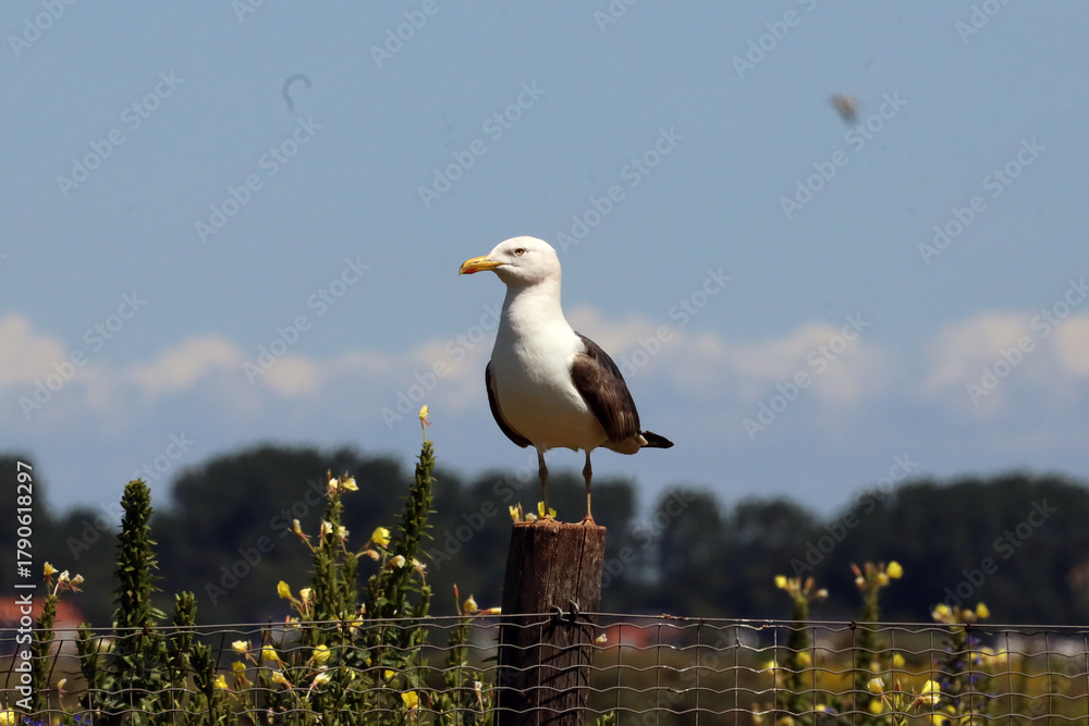 Obraz premium Seagull sits on a pole in its colony in Rotterdam harbor