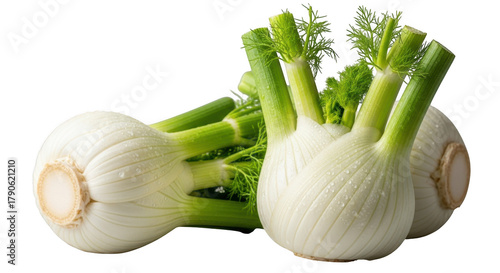 Fresh whole fennel bulbs with green stalks ready for culinary preparation isolated on transparent background