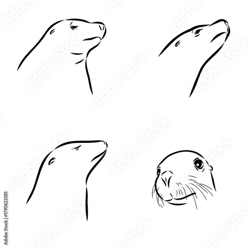 sea lion, animal, vector sketch
