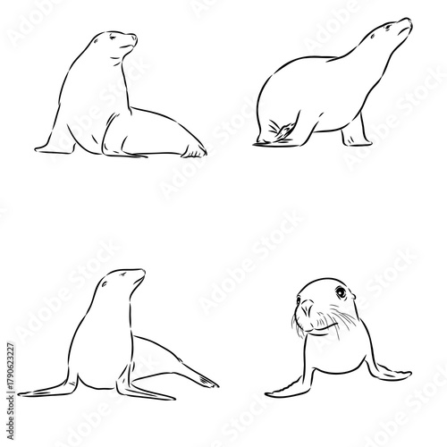 sea lion, animal, vector sketch