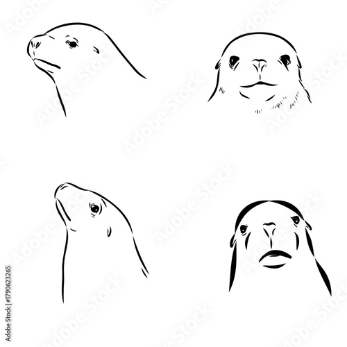 sea lion, animal, vector sketch