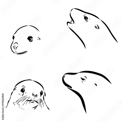 sea lion, animal, vector sketch