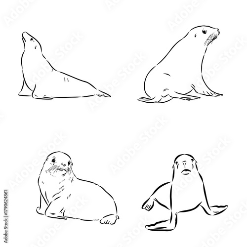 sea lion, animal, vector sketch
