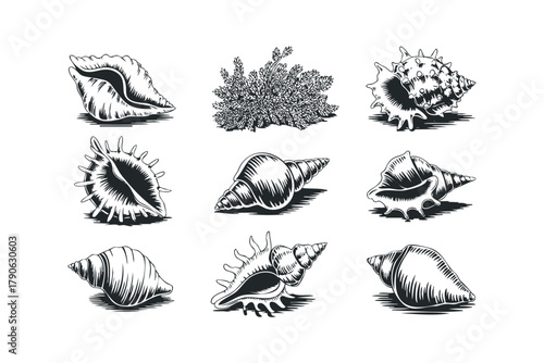Assortment of vintage detailed seashell illustrations