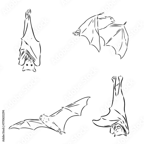 flying fox, vector sketch illustration
