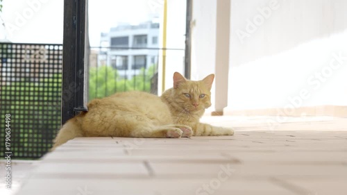 ginger cat lying down 
