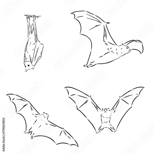 flying fox, vector sketch illustration