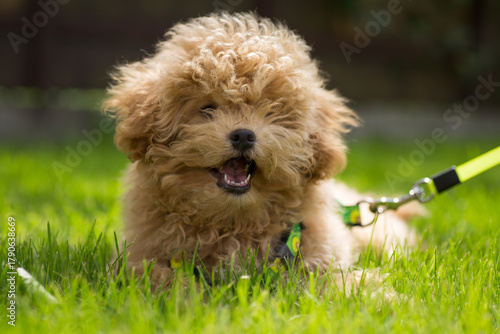 A fluffy domestic animal lying on a meadow in sunny weather