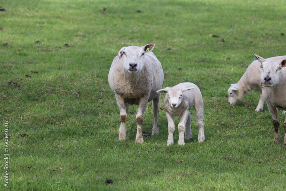 Fototapeta premium Sheep with little lambs on a meadow at farms