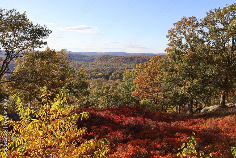 Fototapeta premium Beautiful sunny fall day in the mountains surrounded by fall foliage and fields of red blueberry bushes.