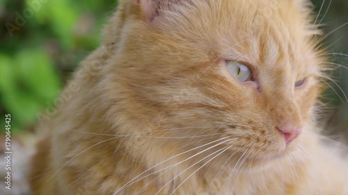 cat ginger fluffy close up cat eyes