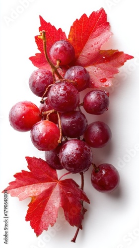 Fresh red grapes with vibrant autumn leaves studio shot on white background close up food photography