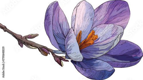 Elegant Crocus Flower in Full Bloom with Flora and Branch Vector