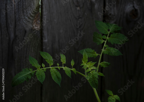 Young green ferns emerging in spring