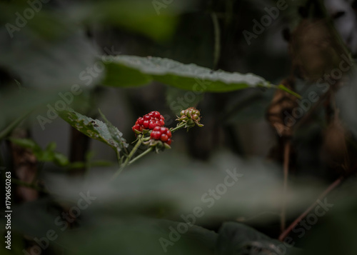 Red berries on dark branches in nature