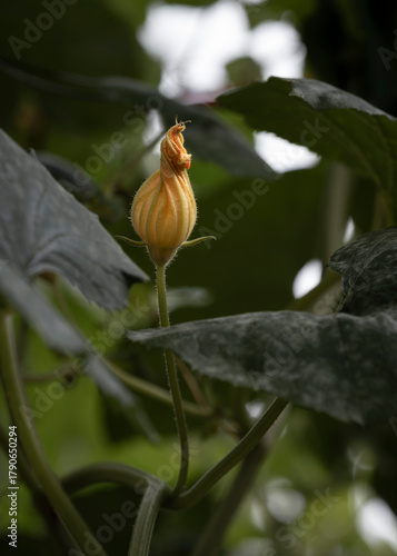 Yellow flower bud emerging on green stem