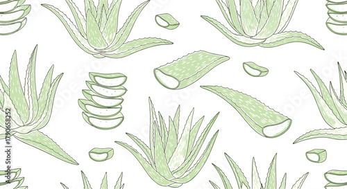Botanical illustration of a refreshing aloe vera plant and its sliced leaves ideal for skincare and medicinal purposes.