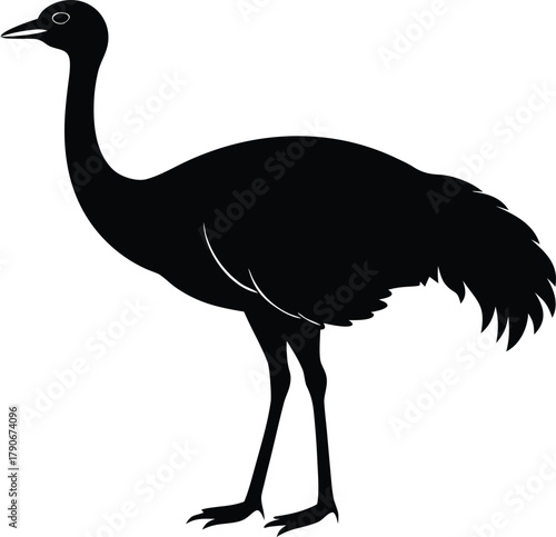 Simple emu silhouette. Large flightless bird vector symbol