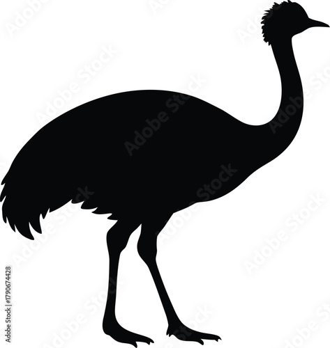Isolated emu silhouette. Australian wildlife animal vector graphic