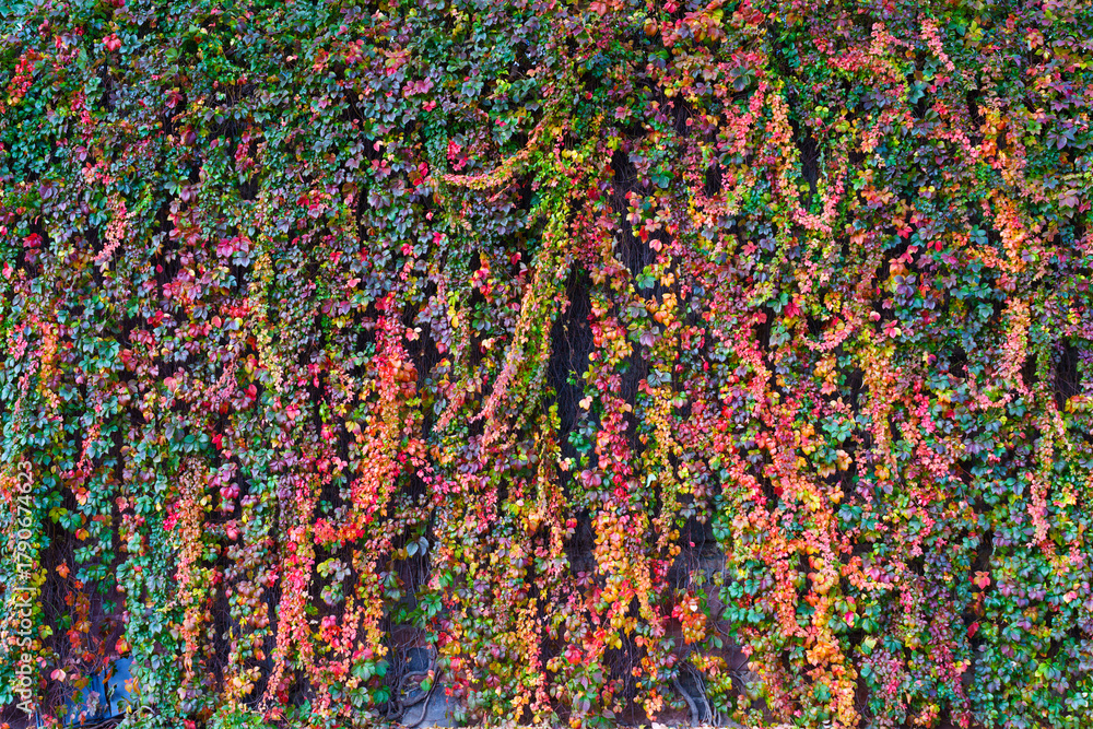 Obraz premium Autumn's Fiery Embrace: Lush Ivy Wall Texture