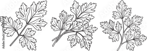 Set of Parsley Leaves Line Art, Coloring Book Page Line Art Drawing, Vector and Illustration