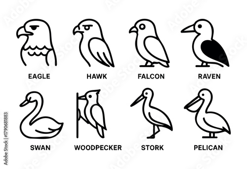 Line art displays different bird species such as an eagle, hawk, falcon, raven, swan, woodpecker, stork, and pelican in a clean and minimalistic design.