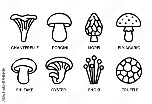 Eight distinct mushroom varieties are illustrated, showcasing chanterelle, porcini, morel, fly agaric, shiitake, oyster, enoki, and truffle in a clear, simple design.